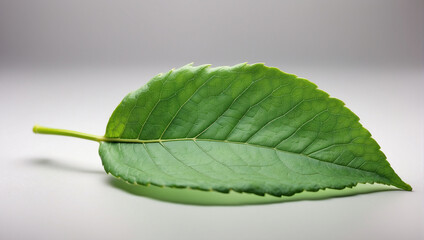 Obraz premium single green leaf isolated on white background