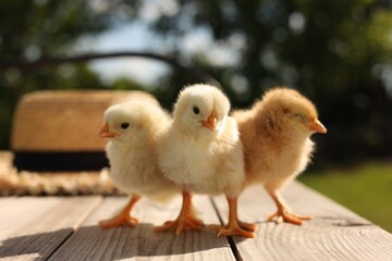 Cute chicks on wooden surface on sunny day, closeup. Baby animals