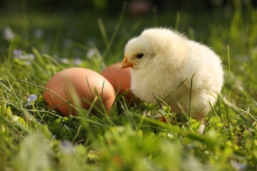 Cute chick and eggs on green grass outdoors, closeup. Baby animal