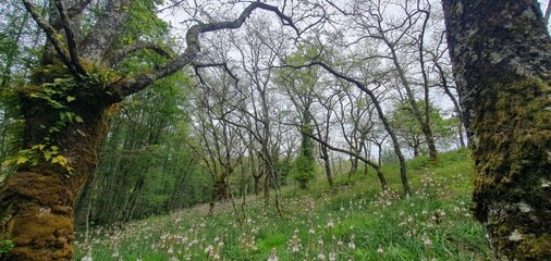 &Aacute;rboles en un bosque en Galicia