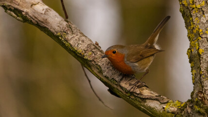 Robin in a tree