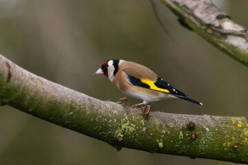 A European Goldfinch resting on a branch