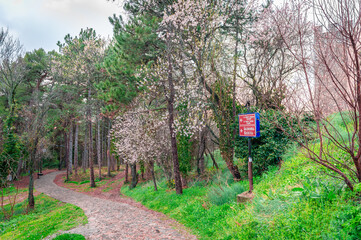 The trail that leads from the Samuel’s Fortress (seen in the background on the right) to the Church of Saints Clement and Panteleimon, through the Old City Park in Ohrid, in North Macedonia.