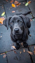 A black puppy is standing on a tiled floor.