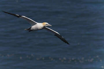 Gannet seabird in flight