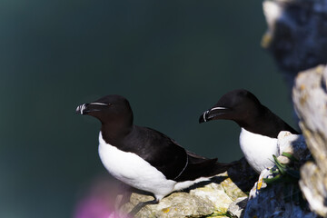 Razorbill on a cliff edge