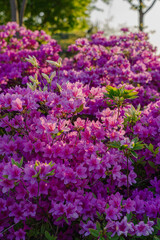 Vibrant Pink Azalea Flowers Blooming in Sunlit Garden