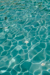 Floating Frangipani Flowers in Clear Pool Water