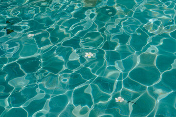 Floating Frangipani Flowers in Clear Pool Water