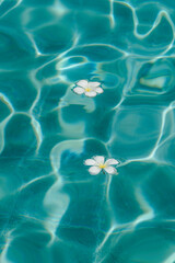 Floating Frangipani Flowers in Clear Pool Water