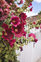Flowers in Monet's Gardens on Sunny Day in Giverny