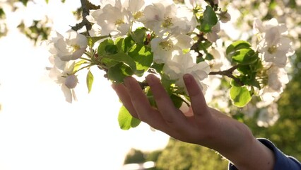 Girl hand gently touches petals white flowers on blooming apple tree with fingers. Soft and fluffy flower buds of spring garden blossom. Rays of sunshine at sunset. Gesture lightness and love nature