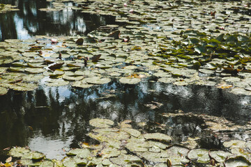 The Water Lily Pond in Monet's Garden in Giverny on a Sunny Day