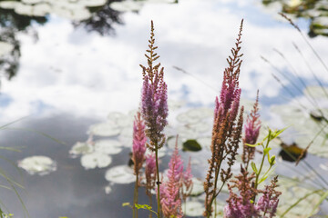 The Water Lily Pond in Monet's Garden in Giverny on a Sunny Day