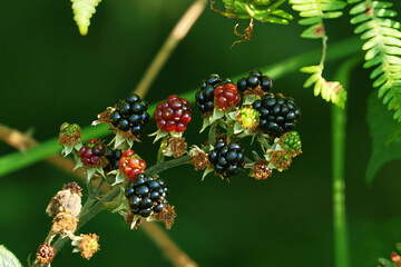 Blackberrys