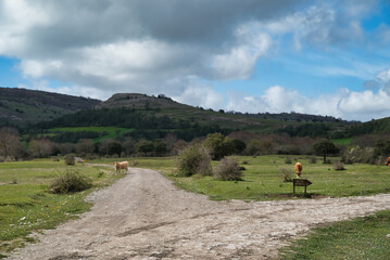 The road goes in two directions in a beautiful in a beautiful meadow with cows grazing, symbol of making a decision. Dilemma.