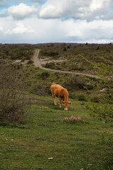 Betizu is the name of a breed of semi-wild, reddish-colored cow native to northern Spain and the French Basque Country. Spain. Vertical photograph