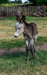 Donkey newborn baby in farm, Argentine Countryside