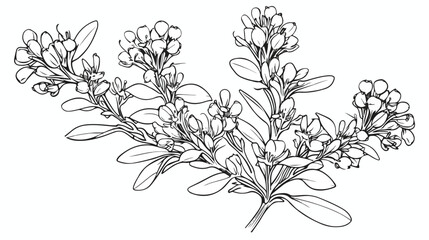 Thyme flower hand drawn outline doodle vector illus