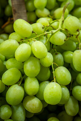 green grapes on the vine