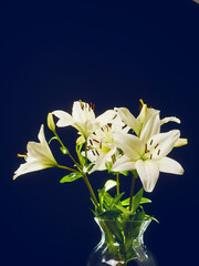 A vase of white lily flowers on dark background. The flowers are in full bloom. The vase is clear and allows the light to shine through, creating a beautiful glow. Nature beauty.