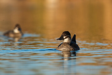  Lake Duck in Pampas Lagoon environment, La Pampa Province, Patagonia , Argentina.