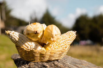 Tazón con semillas de maíz y mazorcas de maíz fresco maduras ,fruto quechua,agricultura