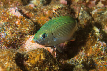 A grey-hued fish takes refuge in a corner of the reef