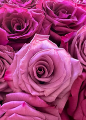 Light pink open rose among darker pink roses