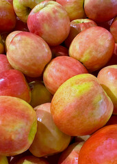 Closeup full screen of Honey Crisp apples