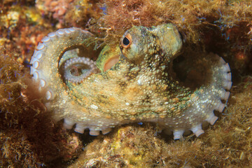 An octopus peeks out of the door of its home under water