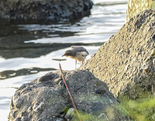 セグロセキレイ　幼鳥