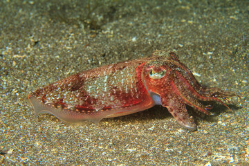 A cuttlefish forages for food in the sand on the ocean floor.