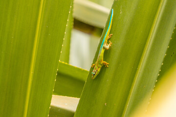 Gecko in the Ebony Forest Reserve of Mauritius