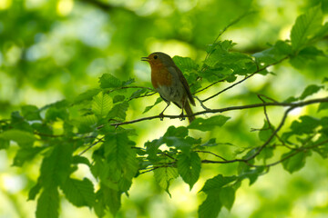 European robin (Erithacus rubecula) sitting on a tree branch in Zurich, Switzerland
