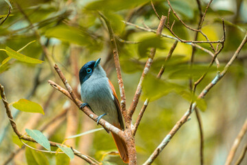 Paradise flycatcher bird in the Ebony Forest Reserve of Mauritius