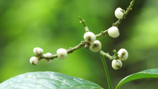 Chloranthus officinalis (Chloranthus erectus, Lowland Chloranthus, Rami Hutan, Sambau Paya, Sembau, Sigueh Puteh).  This plant was popularly used as tea in Indonesia