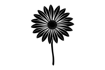 osteospermum  vector silhouette illustration