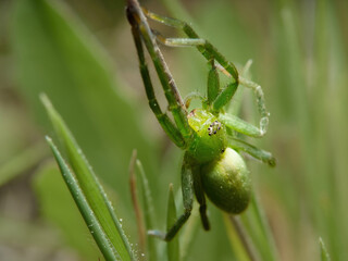 Micrommata virescens
