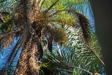 Brazilian palm leaves Mauritia flexuosa