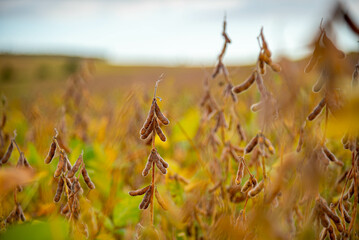 Fototapeta premium Soybean plantation at harvest point