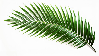 Tropical green palm leaf isolated over white background, generative ai