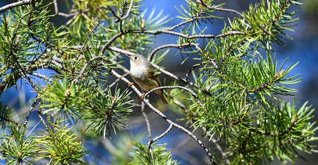 Warbler on a branch