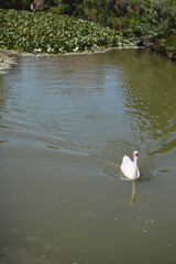 Single Swan in a Pond in Paris, France on a Sunny Day
