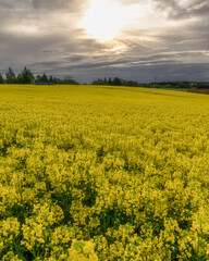 Obraz premium 栃木県 那須ハイランドパーク 満開の菜の花と鯉のぼり 