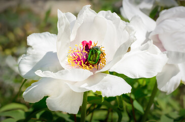 Cetonia aurata beetle, called the rose chafer or the green rose chafer in the core of a peony with white petals