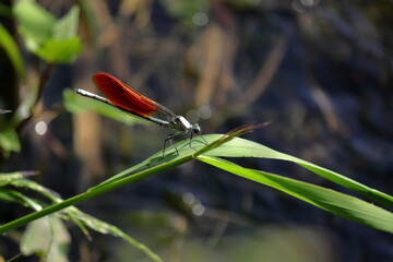 水辺の葉に止まるカワトンボ