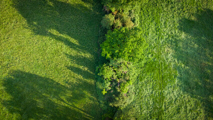 Luftaufnahme von grünen Bäumen und Naturlandschaft
