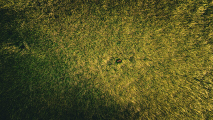 Drohnenaufnahme mit einem ruhenden Reh in hohem Gras