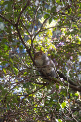 Grey Squirrel (Sciurus carolinensis) in the park, Ireland